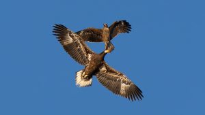 琵琶湖山本山のオオワシ渡来66日目　2025年1月25日