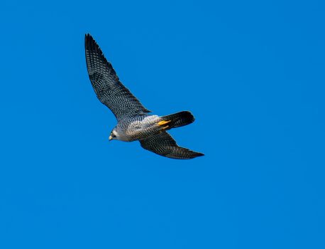 河口で探鳥「鈴鹿川河口」2025年2月7日