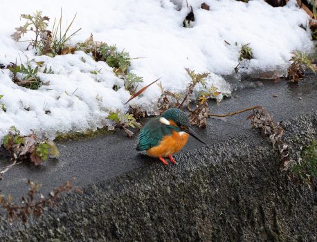 寒波で降雪があったカワセミは　2025年2月9日