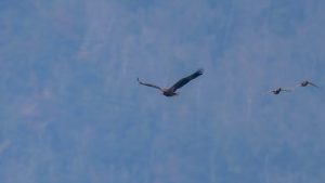 琵琶湖山本山のオオワシ渡来８8日目 2025/2/16