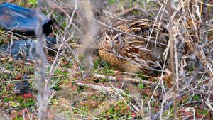 琵琶湖山本山のオオワシ渡来８６日目　2025/2/14