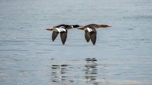 SONY A7RM5 FE400-800GOSSの微ブレについて