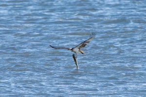 河口で探鳥シリーズ　2025年4月15日