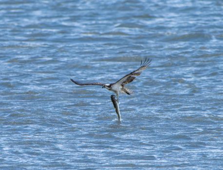 河口で探鳥シリーズ　2025年4月15日