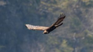 登山で楽しむ草花と野鳥　イヌワシ､サシバ　2025年4月9日17日