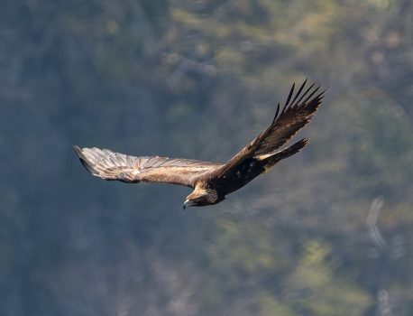 登山で楽しむ草花と野鳥　イヌワシ､サシバ　2025年4月9日17日