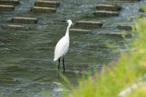 Sony A1M2 FE 100-400 GM OSS　レビュー