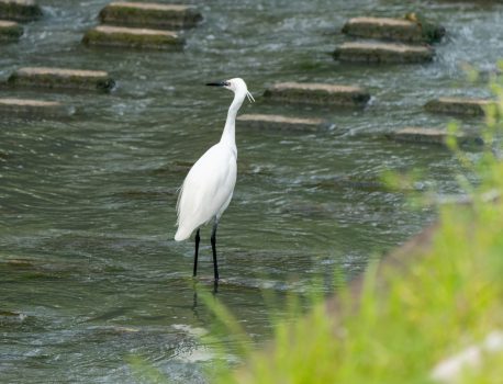 Sony A1M2 FE 100-400 GM OSS　レビュー