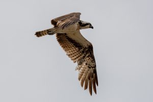 Sony A1M2 FE 400-800 G OSS　レビュー2