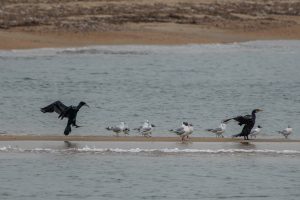 河口で探鳥　ミサゴ、ウミアイサ、スズガモ、ウミウ、Sony A1M2 FE 400-800 G OSS　レビュー3