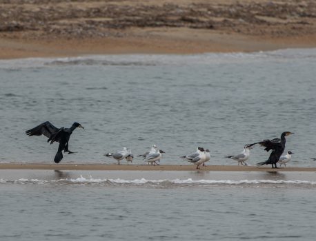 河口で探鳥　ミサゴ、ウミアイサ、スズガモ、ウミウ、Sony A1M2 FE 400-800 G OSS　レビュー3