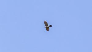 登山で楽しむ草花と野鳥　イヌワシ、オオタカ　2025/4/22