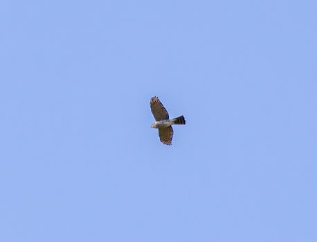 登山で楽しむ草花と野鳥　イヌワシ、オオタカ　2025/4/22