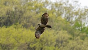 クマタカ、カケス、トビとカラスのバトル　Sony A1M2 FE 600F4 GM OSS TC14 2025/4/22