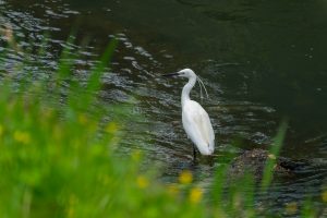 身近な野鳥　カワセミ、ダイサギ、アオサギなど　Sony A1M2 FE100-400 GM OSS 14TCレビュー　2025/4/20