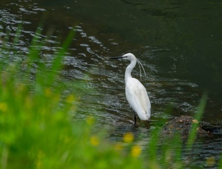 身近な野鳥　カワセミ、ダイサギ、アオサギなど　Sony A1M2 FE100-400 GM OSS 14TCレビュー　2025/4/20