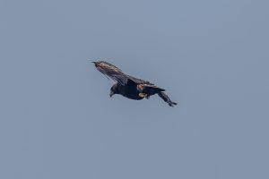 伊吹山の自然とイヌワシ２０２５　2025/4/25