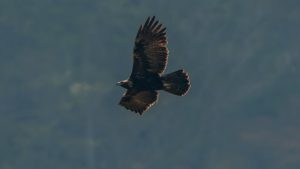 登山で楽しむ草花の野鳥2025年４月26日　イヌワシ　オオルリ