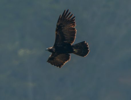 登山で楽しむ草花の野鳥2025年４月26日　イヌワシ　ハチクマ　オオルリ