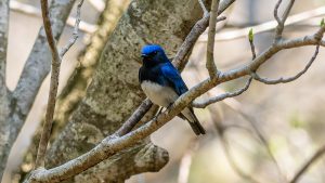 登山で楽しむ草花と野鳥2025年４月27日