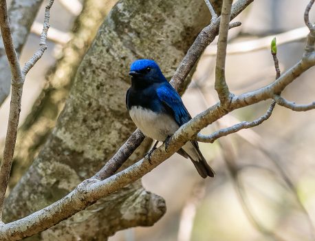 登山で楽しむ草花と野鳥2025年４月27日