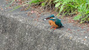 近所の用水のカワセミ　2025年４月28日