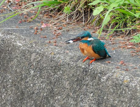 近所の用水のカワセミ　2025年４月28日