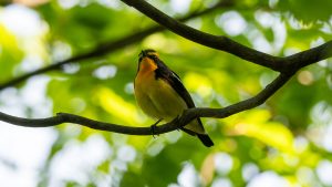 山の番組ロケの打ち合わせとオオルリ、キビタキ撮影