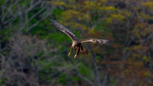 伊吹山の自然とイヌワシ2025 No.2 2025/5/3