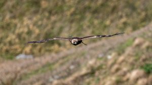伊吹山の自然とイヌワシ観察　No.4 2025/5/13