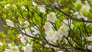 登山で楽しむ花と野鳥　鈴鹿山系竜ヶ岳　2025/5/15　そろそろシロヤシオ