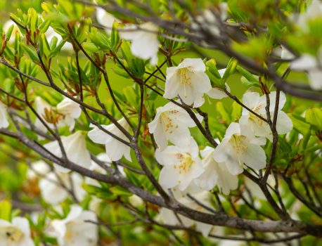 登山で楽しむ花と野鳥　鈴鹿山系竜ヶ岳　2025/5/15