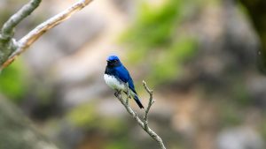 登山で楽しむ花と野鳥　鈴鹿山系鎌ヶ岳　2025/5/19　シロヤシオ、シャクナゲ、夏鳥