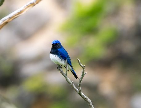 登山で楽しむ花と野鳥　鈴鹿山系鎌ヶ岳　2025/5/19　シロヤシオ、シャクナゲ、夏鳥