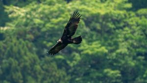 登山で楽しむ花と野鳥　滋賀県の山　2025/5/20　サシバ、イヌワシ、オオアカゲラなど