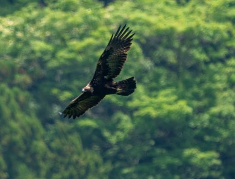 登山で楽しむ花と野鳥　滋賀県の山　2025/5/20　サシバ、イヌワシ、オオアカゲラなど