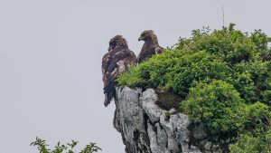 伊吹山の自然とイヌワシ観察2025年５月26日