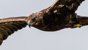 伊吹山の自然とイヌワシ観察2025年５月28日