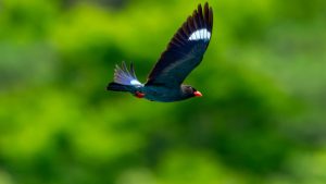 緑の宝石ブッポウソウの子育て　南信州天龍村　2025年6月25日