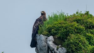 伊吹山の自然とイヌワシ観察　2025年6月27日