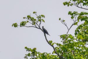 伊吹山の自然とイヌワシ観察2025年6月2日