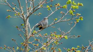 伊吹山の自然とイヌワシ観察2025年6月6日