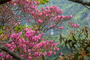 登山で楽しむ自然風景と野鳥2025　大台ヶ原　