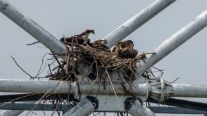 ミサゴの子育て　2025年6月16日