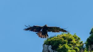 伊吹山の自然とイヌワシ観察No.8 2025年6月17日