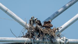 ミサゴの子育て2025 No.2 2025年6月18日