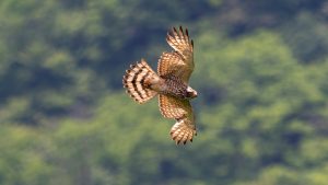 登山で楽しむ自然風景と野鳥　2025年6月8日