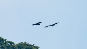 伊吹山の自然とイヌワシ　No 12　2025年7月23日 ペアで飛行