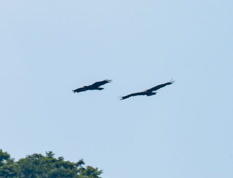伊吹山の自然とイヌワシ　No 12　2025年7月23日 ペアで飛行