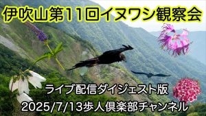 伊吹山第11回イヌワシ観察会2025年7月13日 ライブ配信のダイジェスト版
